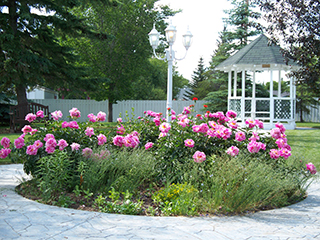 2012 - Lions Millenium Park 2012 - Lions Millenium Park